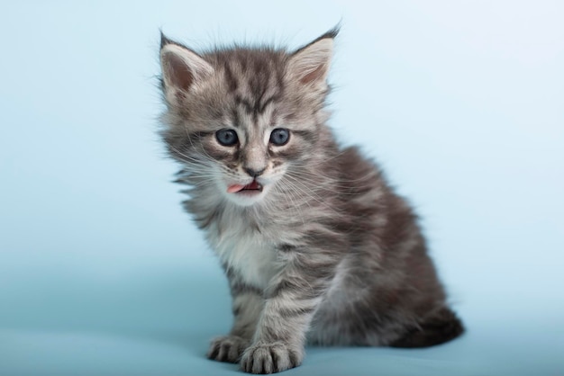 Bellissimi gattini Maine Coon grigi e soffici su sfondo blu Animali domestici carini