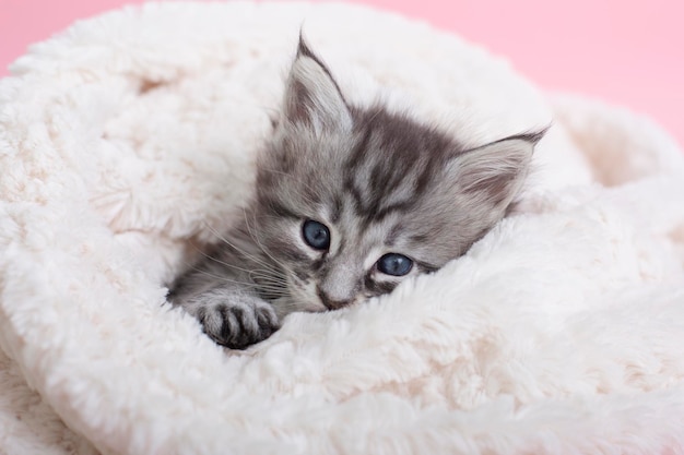 Bellissimi gattini Maine Coon grigi e soffici su una coperta su sfondo rosa Animali domestici carini