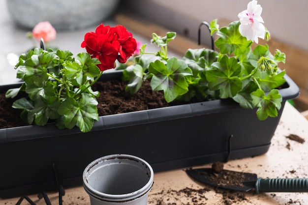 Bellissimi gerani in fiore sono stati trapiantati in vaso Accogliente balcone estivo con molte piante in vaso