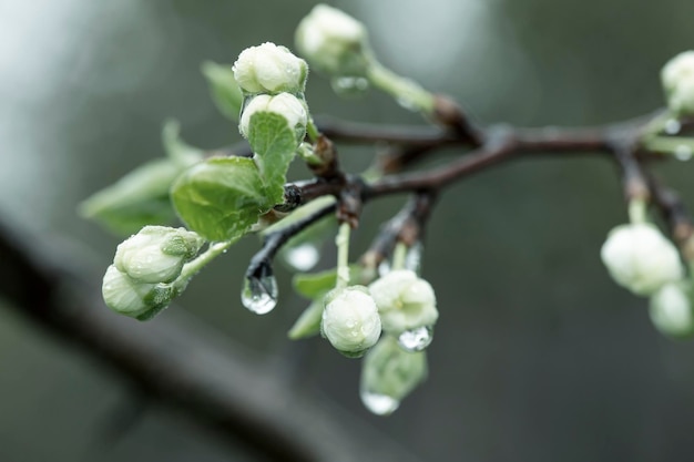 Bellissimi germogli e fiori di un susino Prunus domestica