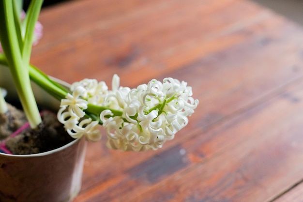 Bellissimi giacinti bulbosi in fiore bianco in vasi di ceramica si trovano su un tavolo luminoso su uno sfondo accogliente stanza Umore primaverile Sfondo sfocato Messa a fuoco selettiva