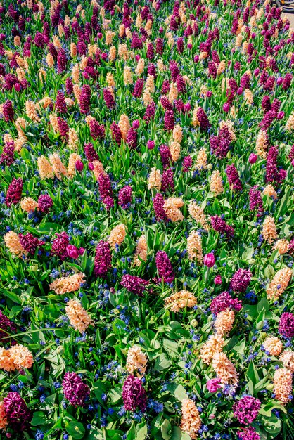 Bellissimi giacinti multicolori. Olanda. Parco dei fiori di Keukenhof.