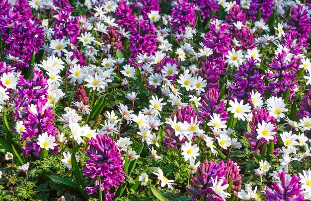 Bellissimi giacinti viola e fiori bianchi in primo piano in primavera. Sfondo della natura.