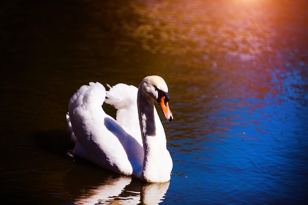 Bellissimi giovani cigni nel lago