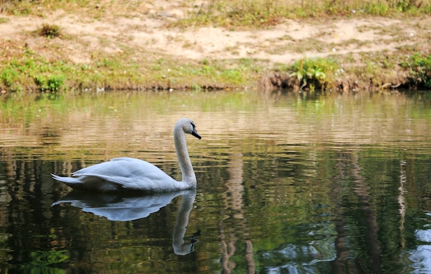 Bellissimi giovani cigni nel lago