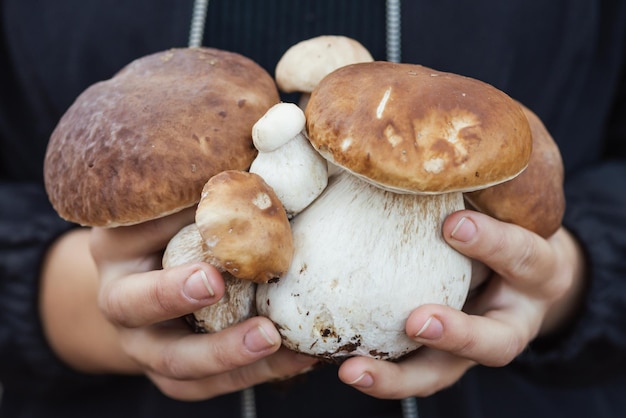 Bellissimi giovani funghi cep in mani femminili durante la stagione autunnale da vicino Raccolto di funghi boletus commestibili trovati nella foresta autunnale