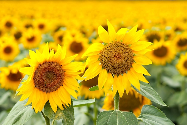 Bellissimi girasoli contro campo sfocato Il concetto di agricoltura Ucraina Messa a fuoco selettiva