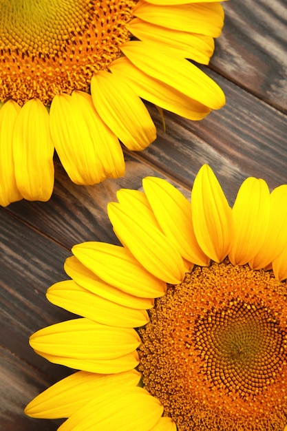 Bellissimi girasoli freschi su sfondo marrone. Lay piatto, vista dall'alto, copia spazio. Autunno o estate Concetto, tempo di raccolta, agricoltura. Sfondo naturale di girasole. Foto verticale