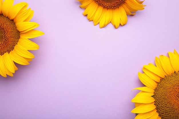 Bellissimi girasoli freschi su sfondo viola. Lay piatto, vista dall'alto, copia spazio. Autunno o estate Concetto, tempo di raccolta, agricoltura. Sfondo naturale di girasole.