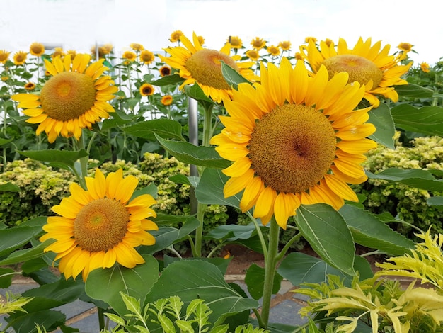 Bellissimi girasoli gialli luminosi in fiore con ape