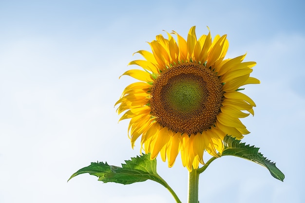 bellissimi girasoli in fiore in campo