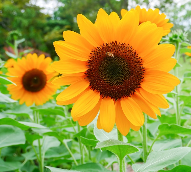 Bellissimi girasoli in fiore nel giardino