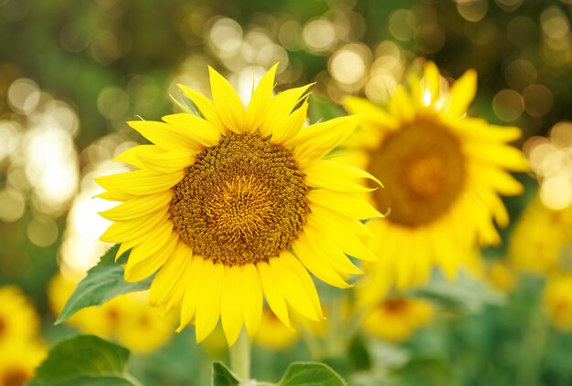 Bellissimi girasoli in fiore sul campo. Campo di girasole colorato