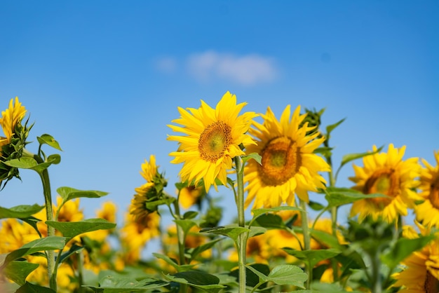 Bellissimi girasoli nel campo con cielo azzurro Campo di girasoli