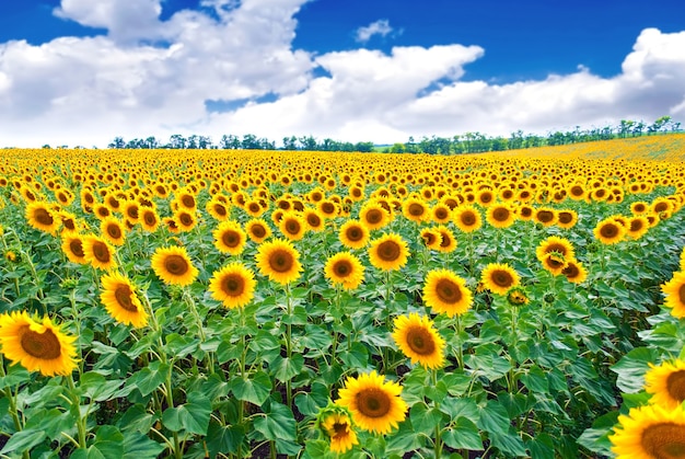 Bellissimi girasoli nel campo con cielo blu brillante.