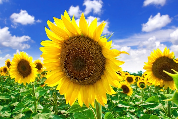 Bellissimi girasoli nel campo con cielo blu brillante.