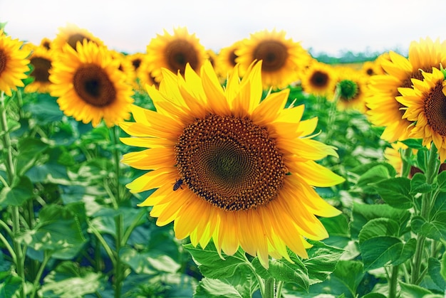 Bellissimi girasoli nel campo con cielo blu brillante.