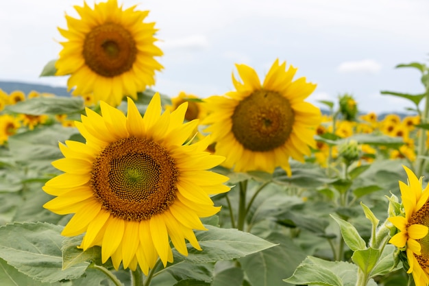 Bellissimi girasoli sul campo