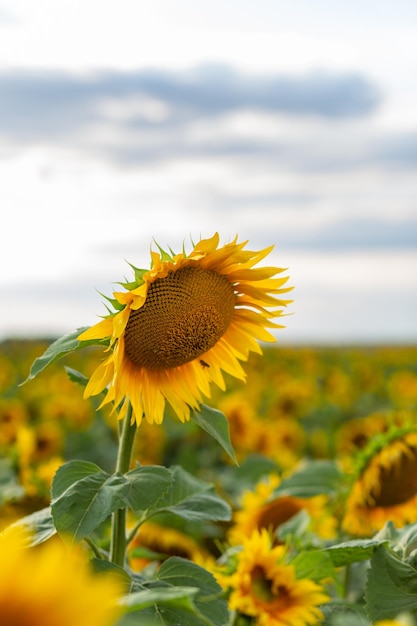 Bellissimi girasoli sullo sfondo del cielo. Paesaggio del campo di girasole, petali gialli luminosi, foglie verdi. Sfondo luminoso estivo, agricoltura, concetto di raccolto. Semi di girasole, olio vegetale