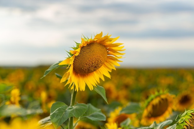 Bellissimi girasoli sullo sfondo del cielo.