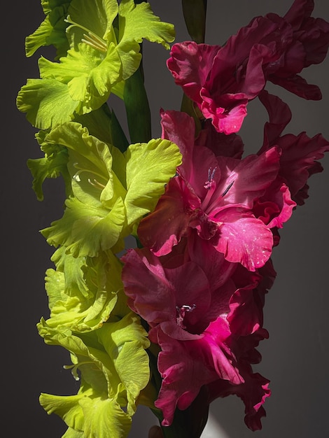 Bellissimi gladioli rosa e verdi alla luce del sole Composizione artistica di fiori alla moda still life Carta da parati verticale floreale alla moda