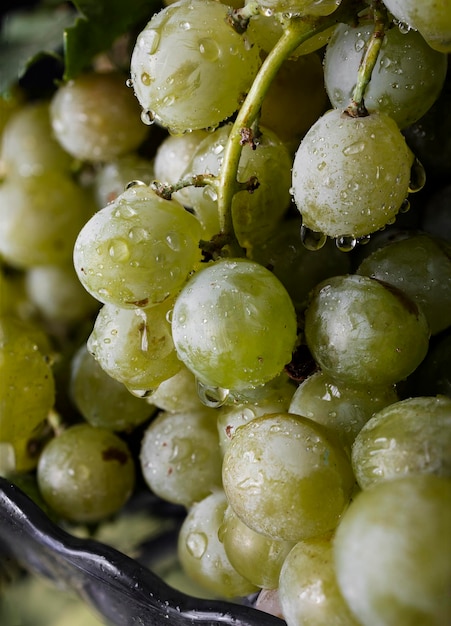 Bellissimi grappoli di uve bianche biologiche. Frutta fresca e biologica.
