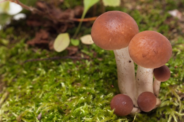 Bellissimi ingredienti freschi di funghi di miele per cucinare cibi deliziosi