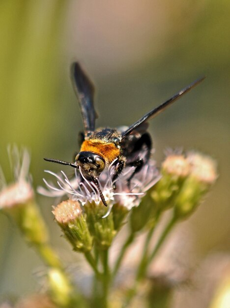 Bellissimi insetti