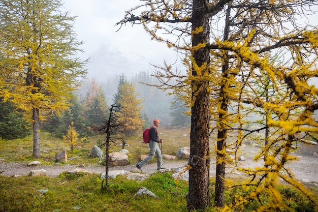 Bellissimi larici dorati in montagna, Canada. Stagione autunnale.