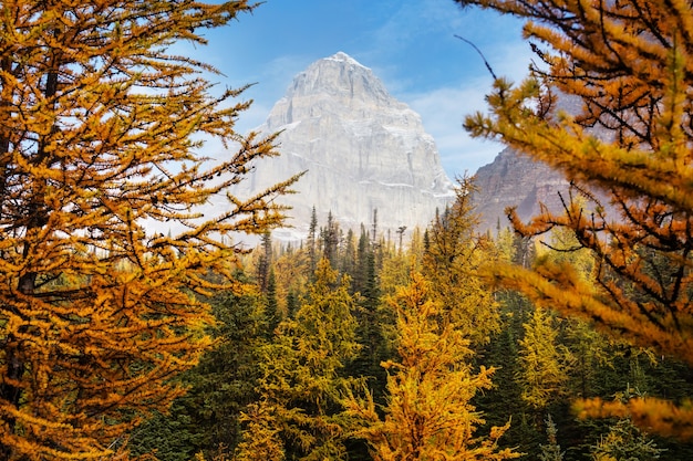 Bellissimi larici dorati in montagna, Canada. Stagione autunnale.