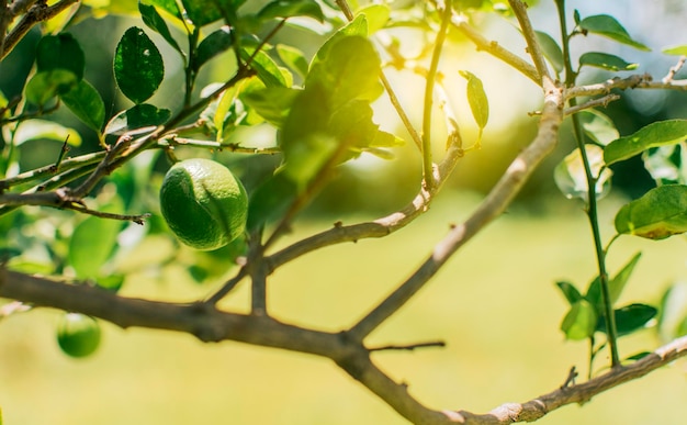 Bellissimi limoni acerbi in un giardino con sfondo sfocato bellissimi limoni verdi appesi su un ramo Limoni verdi in un giardiniere con sfondo naturale