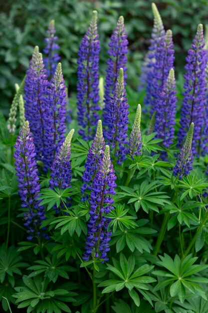 Bellissimi lupini blu su sfondo verde naturale