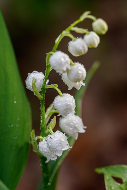 Bellissimi mughetti in fiore primaverile con gocce di rugiada di fiori