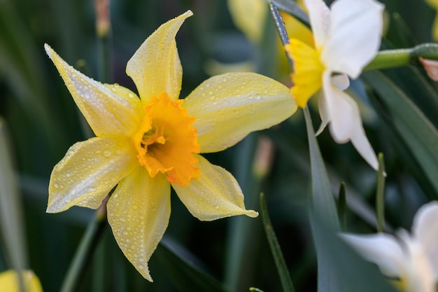 Bellissimi narcisi Cyclamineus estivi