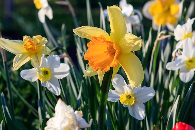 Bellissimi narcisi estivi a tromba