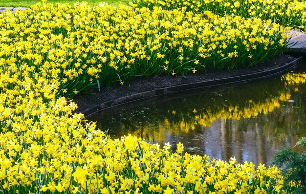 Bellissimi narcisi gialli in primavera