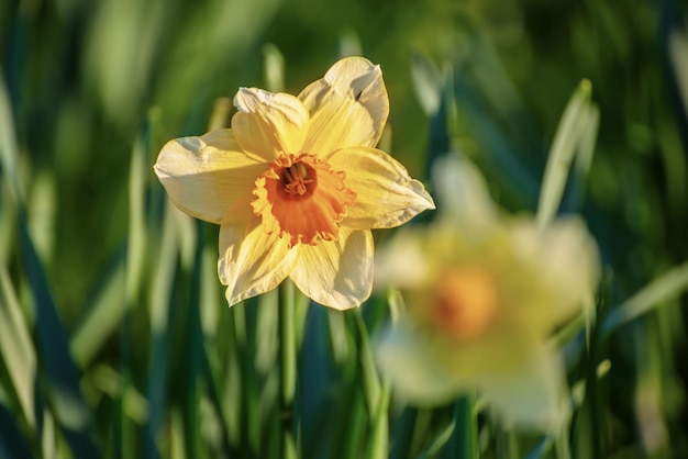 Bellissimi narcisi gialli