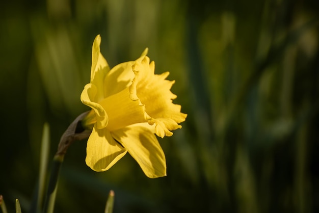 Bellissimi narcisi gialli