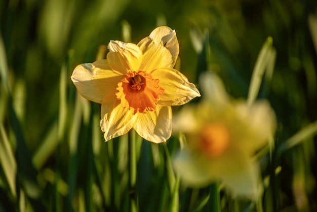 Bellissimi narcisi gialli