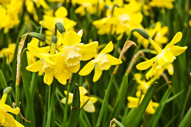 Bellissimi narcisi gialli