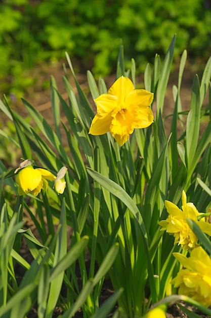 Bellissimi narcisi gialli