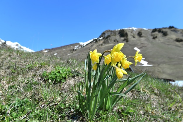 Bellissimi narcisi in fiore nel prato davanti alla montagna alpina sotto il cielo blu