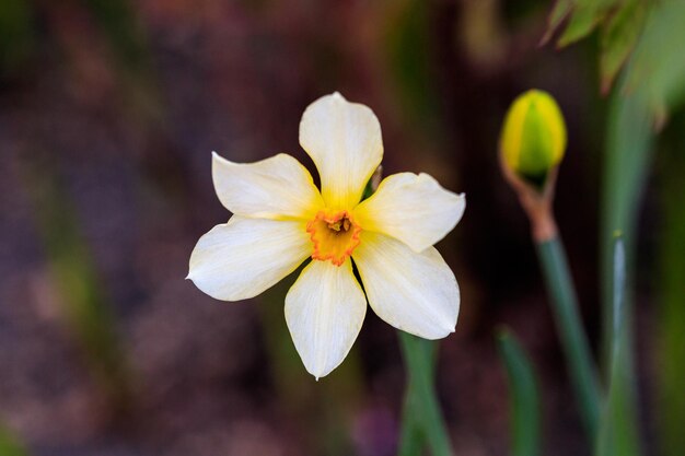 Bellissimi narcisi Poeticus estivi