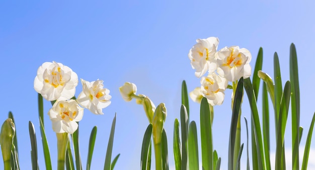 Bellissimi narcisi su sfondo blu cielo