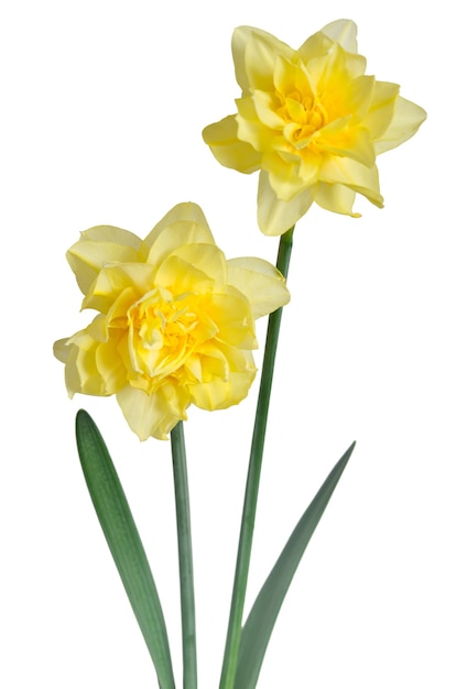 Bellissimi narcisi