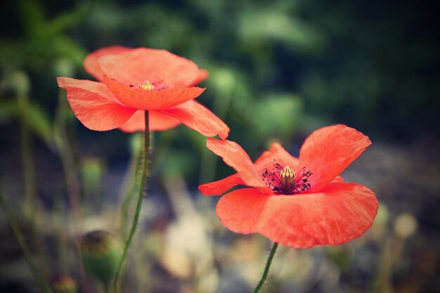 Bellissimi papaveri in fiore da vicino Papaver rhoeas