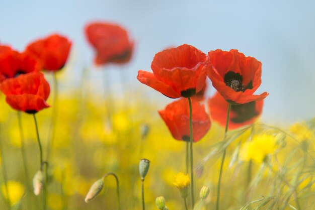 Bellissimi papaveri rossi e fiori gialli sullo sfondo dell'erba verde