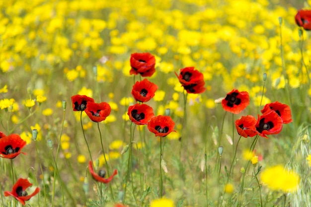 Bellissimi papaveri rossi e fiori gialli sullo sfondo di erba verde Natura di sfondo
