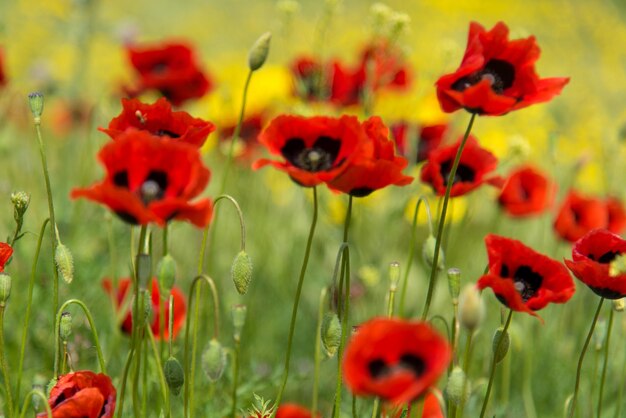 Bellissimi papaveri rossi e fiori gialli sullo sfondo di erba verde Natura di sfondo