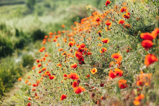 Bellissimi papaveri sulla sponda verde di un campo in pendenza nella campagna inglese in piena estate.